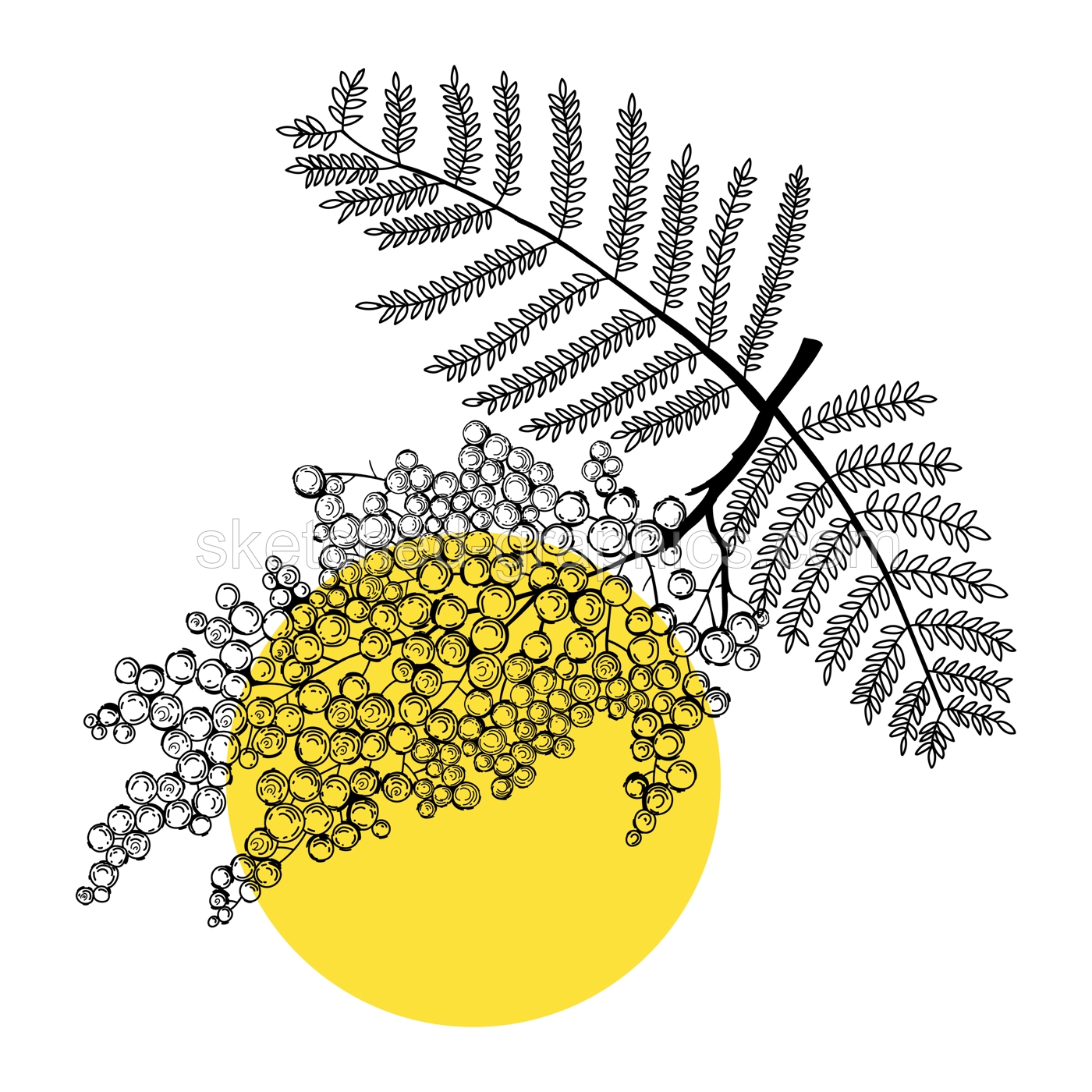 Mimosa line art illustration. Modern botanical design. Perfect for pattern, logo, posters, invitation and greeting card template. Hand drawn mimosa tree. Delicate spring drawing. Illustration